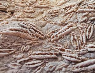 50-million year-old nummulite exhibited