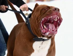 Temperament test proposed for interned dogs