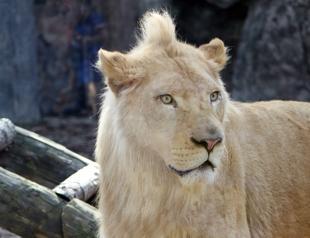 Rare white lions make first appearance in Turkish park