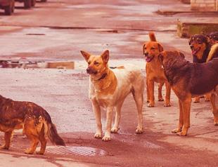 Municipalities fined 234,000 liras over killing of Iranian national by strays