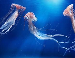 Many species in Turkish seas ‘disappearing fast’