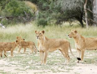 14 lions on the loose in South Africa