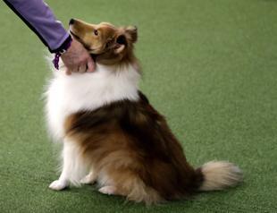 Stressed out Your dog may feel it too, study suggests