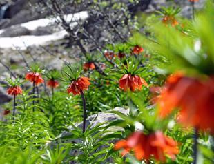 Three fined for picking inverted tulips