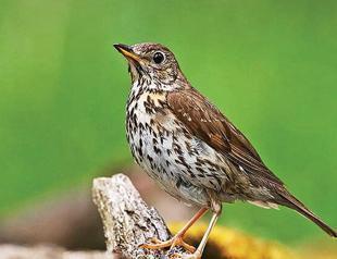Fieldfare migration puts juniper at risk