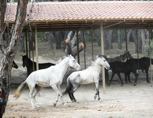 Antalya coach horses given early retirement