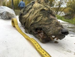 Russia uncovers 40,000 year-old wolf head, preserved in ice