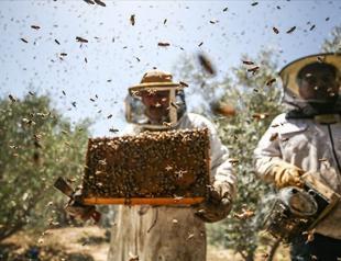 Bee glue provides extra income for producers