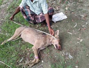 Rare wolf killed in Bangladesh