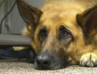 Masters of manipulation: The evolution of puppy dog eyes