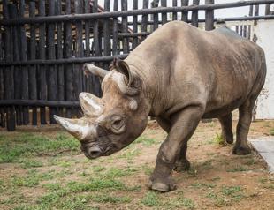 Rwandas rhino population grows, tourists expected to increase