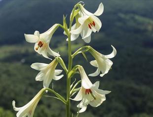Endemic lily attracts photographers attention in Turkey