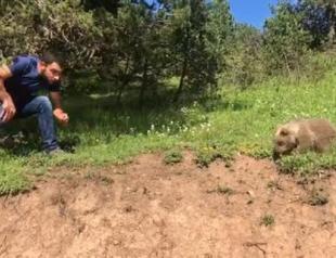 Lost bear cub reunited with mother in NE Turkey