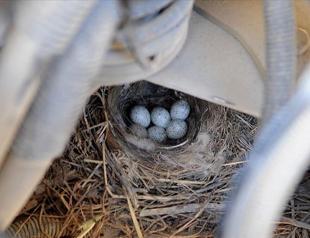Truck taken off service as bird sets up nest in engine