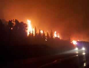 Forest fires destroy over 10 hectares of land