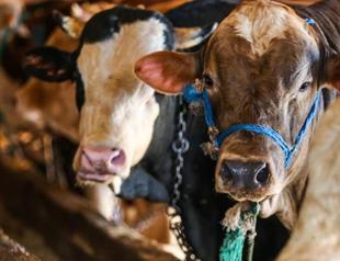 Do not slaughter pregnant animals on Eid: Veterinarians