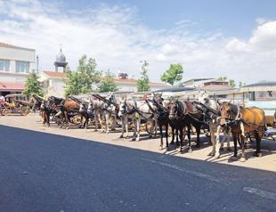 ‘Extreme conditions’ increase horse deaths: District governor