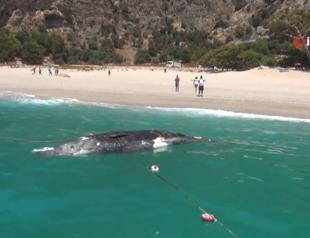 Dead whale washes ashore in Turkey’s Fethiye