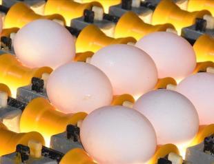 Turkeys chicken meat production down in May