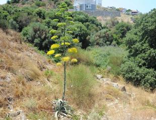 Agave blooms in Osmaniye