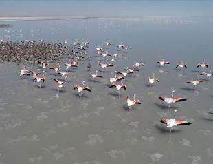 Salt Lake welcomes thousands of flamingo chicks