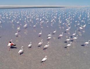 Salt Lake welcomes flamingo chicks