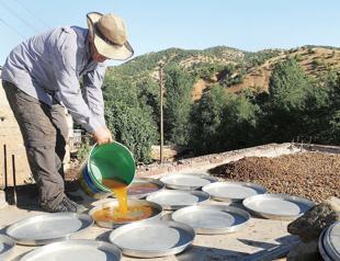 Mulberry molasses from the tree to the kitchen