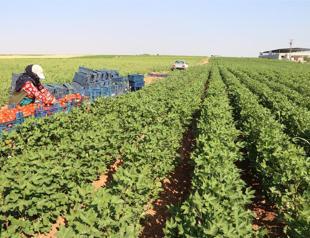 Project revives Turkeys vital Harran Plain