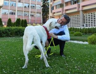 Work initiated for Turkish schools to adopt animals: Minister