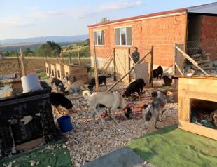 Woman establishes shelter for disabled stray dogs despite all odds