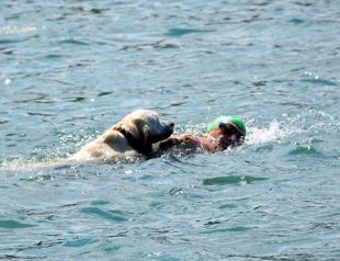 Golden Retriever becomes focus of attention at swimming race