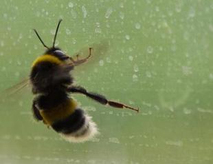 UK on alert due to Turkish bee