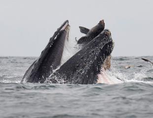 Rare photo captures sea lion falling into mouth of whale