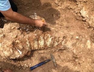 Nearly 2,000 fossils discovered in central Turkey
