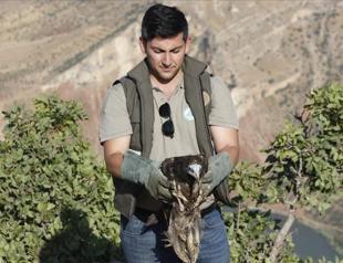 Veternarians heal and release wounded vulture