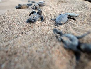 70,000 baby turtles to hatch on Antalya beach
