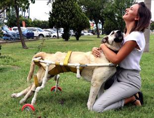 Dog takes first steps with new wheels