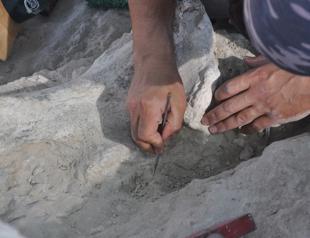Fossils found during construction of housing complex in Central Anatolia