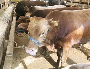 Animal bazaars waiting for retirement pension bonus for boom in sales