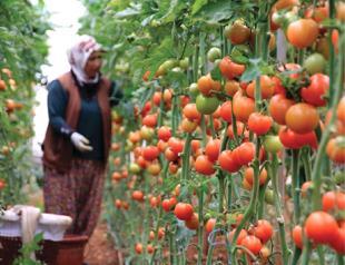 $346 mln loans given to greenhouse farmers