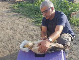 Authorities treat endangered vulture