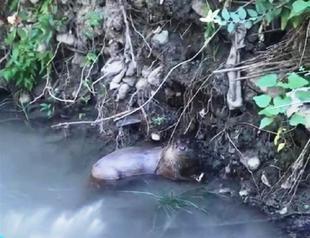 Sea otter spotted in Turkey’s southeast
