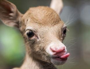 Abandoned fawn finds new mother in goat at Istanbul zoo