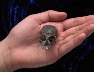 Ancient monkey skull reveals secrets of primate brain evolution