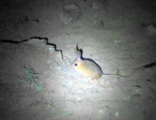 Endangered jerboa spotted in Central Anatolia