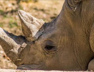 Saving northern white rhinos: Scientists hit milestone