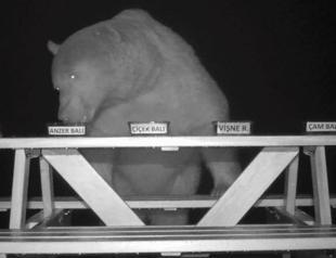 Gourmet bears prefer whole-wheat bread