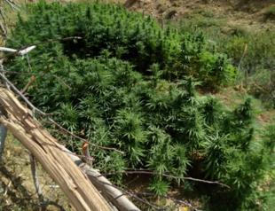 Gendarmerie seize over 1 ton of drugs in Bingöl