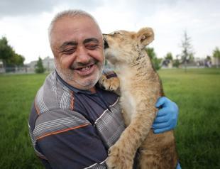 Abandoned lion cub taken care by zoo staff