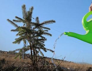 Turkey to plant 11 mln trees on Nov 11